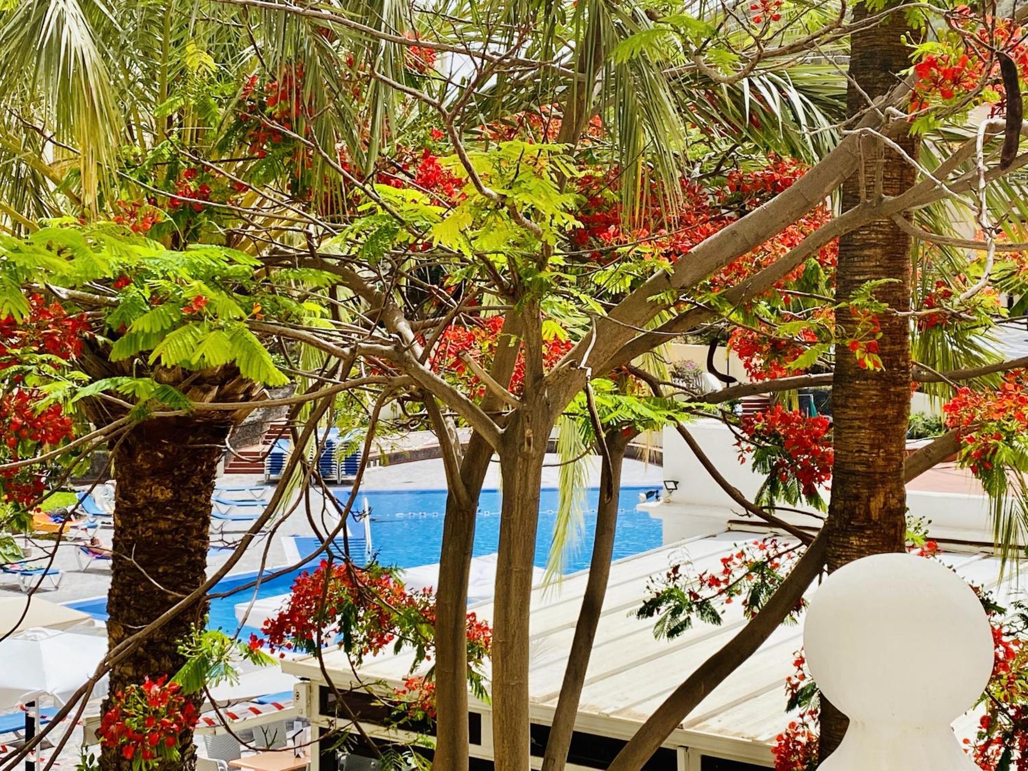 Castle Harbour Melanie'S Apartment By Lovetenerife Los Cristianos  Luaran gambar